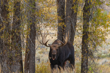 Bull Shiras Moose in the Fall Rut