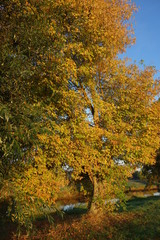 Ahorn im Herbst am Niederrhein