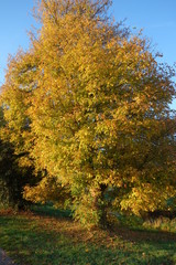 Fototapeta premium Ahorn im Herbst am Niederrhein