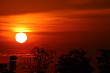 Fototapeta premium sunset back over silhouette branch tree on evening sky