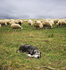 Shepherd dog lies on the background of sheep herd