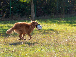 brown herding dog with ball playing at a green grass field