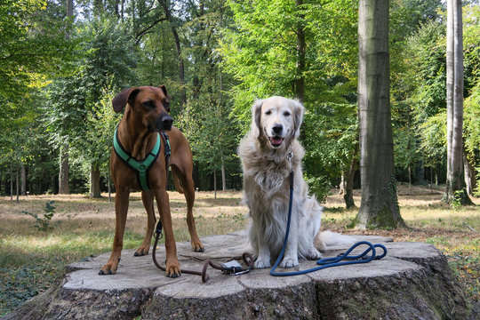 2 hunde sitzen nebeneinander retriever und ridegback