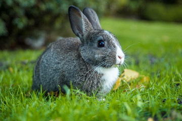 cute grey bunny with white chest sitting on the green grass with grass in its mouth