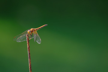 Dragonfly on a branch.