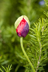 single poppy flower with green petal on top with green background