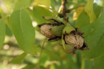 Ripe walnut on the branch in the garden