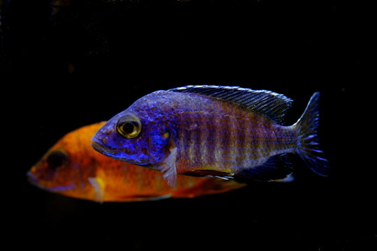 African malawi cichlid colorful fish
