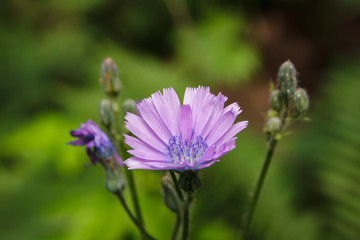 Purple flower on green background in forest. Lactuca tatarica