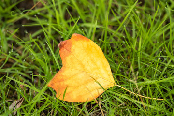 single leaf with yellow and orange colour on the green grassy ground