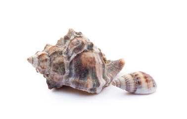 Exotic sea shells isolated on white background