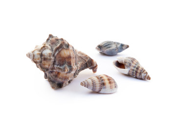 Exotic sea shells isolated on white background