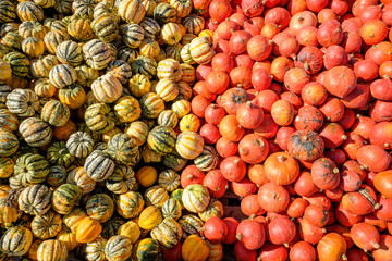 Grosse Menge unterschiedlicher Kürbisse