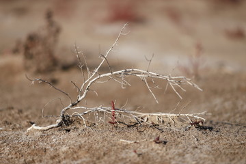 Close-uo of dry branche on the sand