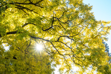 sun shining through the golden yellow foliage under the blue sky
