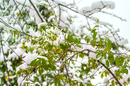 White snow on green branches and tree leaves &ndash; magnifiedview after snowfall, October-November (autumn, Moscow, Russia, Europe)