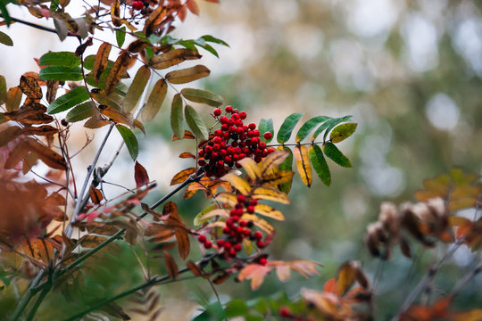Red ripe berries and rowan leaves &ndash; beautiful autumn magnified view of a tree branch on a blurred background with bokeh effect