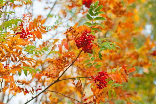 Red ripe berries and rowan orange leaves &ndash; beautiful autumn magnified view of a tree branches on a blurred green background with bokeh effect