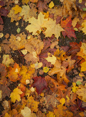 Naklejka na ściany i meble Beautiful yellow Red and Orange Autumn Leaves