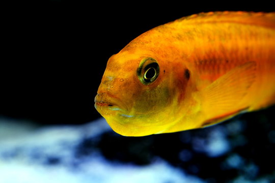 African malawi cichlid colorful fish