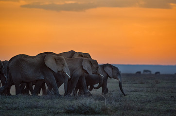 Elefanti al tramonto © mauro