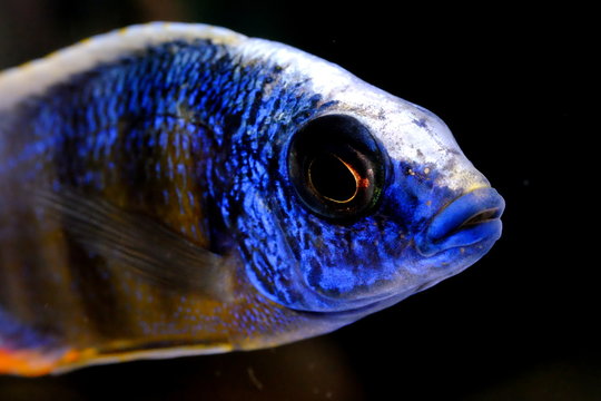 African malawi cichlid colorful fish