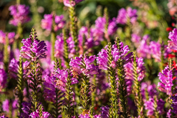 Obraz premium pink flower field under the sun