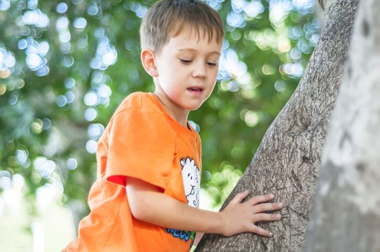 Cute Caucasian blue eye child in an orange T-shirt climbing the tree in a park or forest. Blurred background. Kid overcoming the fear of height concept image.
