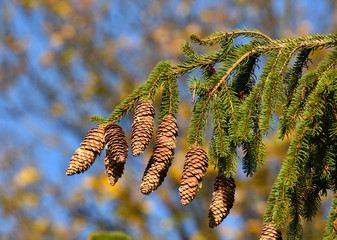 Fichte mit Fichtenzapfen, picea abies, Spruce; Gemeine Fichte