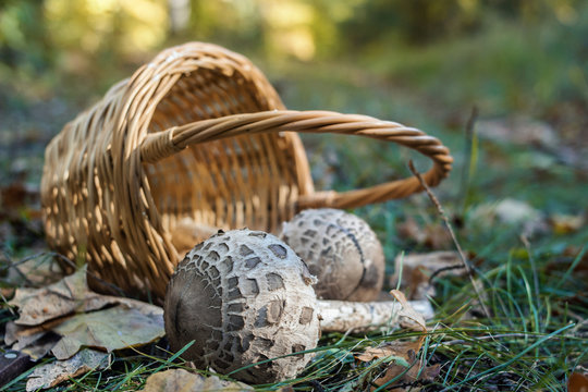 Basket of mushrooms in the woods.
