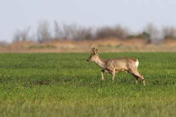 Male of  roe deer Capreolus capreolus walk through flower field