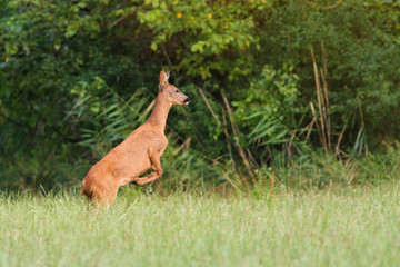 Male of  roe deer is jumping