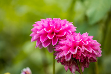 close up of two beautiful pink dahlia flowers with green background