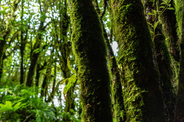 Naklejka premium Green Moss on trees in tropical forest