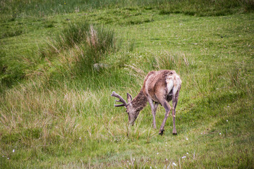 Deer on a meadow