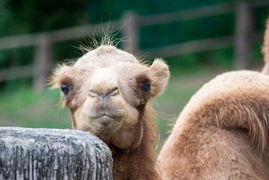 young bactrian camel
