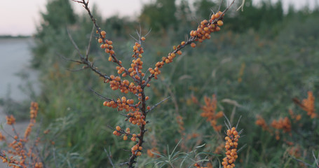sea buckthorn berries on the bush