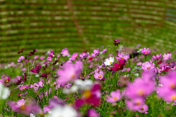 Cosmos flower field on Mountains