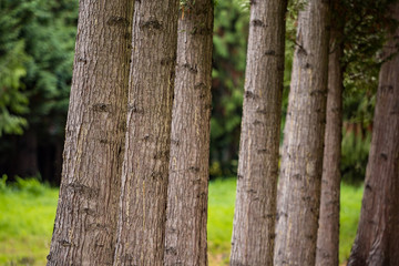 entire row of thick and straight tree trunks in the park
