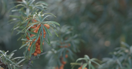Naklejka na ściany i meble Closeup sea buckthorn berries on the bush