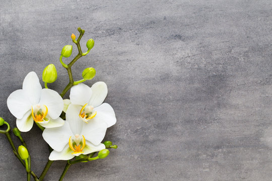 Fototapeta Beauty orchid on a gray background. Spa scene.