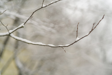 Fototapeta na wymiar bare tree branch covered with snow in winter