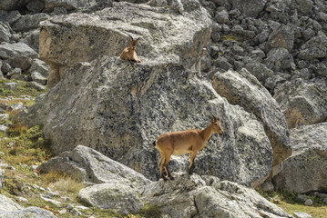 Fototapeta na wymiar Wild mountain goats in mountains. Kabardino-Balkariya, Caucasus, Russia