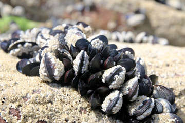 Wilde Muscheln