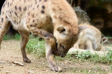 Fototapeta premium spotted hyena