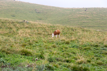 cows graze in the hills