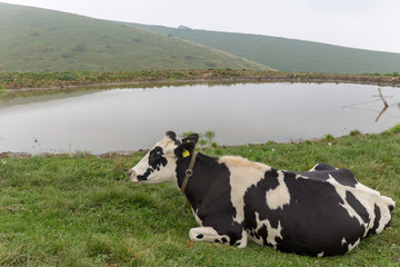 Fototapeta premium cow near the water well
