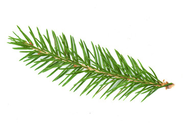 Fir tree branch isolated. Nature Symbol of Christmas and New Year on white background.