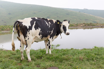 Fototapeta na wymiar cows on a pasture