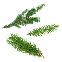 Set of fir branches. Nature Symbol of Christmas and New Year isolated on white background. Green pine, conifer tree.